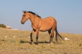 Feral Wild Horse Mustang on Tillett Ridge in the Pryor Mountains Wild Horse Refuge Sanctuary on the border of Wyoming and Montana