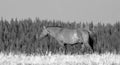 Feral Wild Horse Mustang in the Pryor Mountains Wild Horse Refuge Sanctuary on the border of Wyoming and Montana in the USA