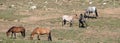 Feral Wild Horse Stallions fighting in the middle of their herd in the Pryor Mountains Wild Horse Range in Montana USA