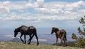 Feral wild horses - Black mare leading chestnut bay colt on ridge above the Bighorn Canyon in the central Rocky Mountains