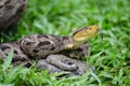 Ferdelance Bothrops asper