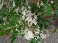 Feredeu Monastery.Acacia flower.Arad County,Romania Royalty Free Stock Photo