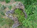 Feredeu Monastery.Wood and wild plants.Arad County,Romania Royalty Free Stock Photo