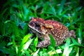 Ferguson\'s toad (Bufo fergusonii) in past Schneider\'s (dwarf) toad (Duttaphrynus scaber) amphibian