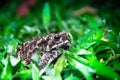 Ferguson\'s toad (Bufo fergusonii) in past Schneider\'s (dwarf) toad (Duttaphrynus scaber