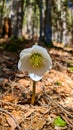 Ferlacher Horn - Christmas roses or black hellebore (Helleborus niger) blooming in early spring in Carinthia Royalty Free Stock Photo