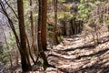 Ferlacher Horn - Panoramic hiking trail through forest on the was to mountain peak Ferlacher Horn