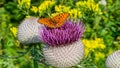 Ferlacher Spitze - A close up view on a butterfly polluting a thistle flower on an Alpine meadow in Austria