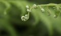 ferm macro on green background