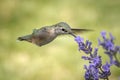 Fermale rufous hummingbird at a flower.