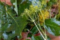 Fermentation of cucumbers in glass jars. Raw cucumbers, dill flowers, cherry leaf, horseradish leaf, spices and herbs, concept of