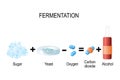 Fermentation