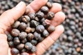 Fermentation fruit dry coffee beans honey wet process organic specialty robusta in thailand