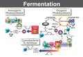 Fermentation