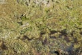 Fermentation process on the lake surface densely covered with algae and mud