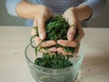 Fermentation process of tea leaves. Manual production Koporye Tea - Ivan tea. Royalty Free Stock Photo