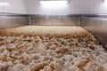 Fermentation vats for fermenting malt for beer - open spilka. Beer preparation Royalty Free Stock Photo