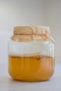 Fermented Kombucha Tea Royalty Free Stock Photo