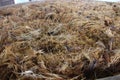 Fermenting Agave Close Up Mezcal Production