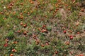 Fermenting apples on the ground