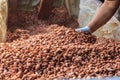 Fermenting cocoa beans to make chocolate