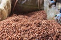 Fermenting cocoa beans to make chocolate