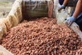 Fermenting cocoa beans to make chocolate