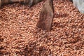 Fermenting cocoa beans to make chocolate