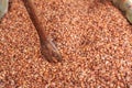 Fermenting cocoa beans to make chocolate