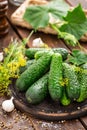 Fermenting cucumbers, cooking recipe salted or marinated pickles with garlic and dill