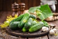 Fermenting cucumbers, cooking recipe salted or marinated pickles with garlic and dill