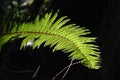Fern Royalty Free Stock Photo