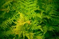 Fern