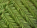 Fern Royalty Free Stock Photo