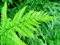 fern Royalty Free Stock Photo