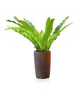 Fern Royalty Free Stock Photo