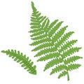 Fern vector Royalty Free Stock Photo