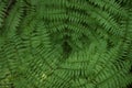 Fern Royalty Free Stock Photo