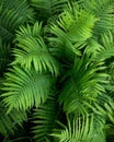 Fern