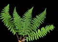 Fern