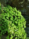 Adiantum capillus-veneris