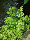 Adiantum capillus-veneris