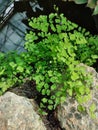 Adiantum capillus-veneris