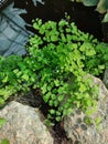 Adiantum capillus-veneris