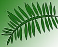 Fern Against A Green Background