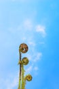 Fern against sky Royalty Free Stock Photo