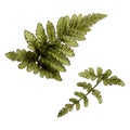 Fern, ancient flower plant, wild, field herbs and flowers. Plant of the times of the dinosaurs