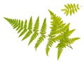 Fern and ash leaves Royalty Free Stock Photo