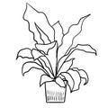 Fern asplenium in a pot in black line outline cartoon style. Coloring book houseplants flowers plant for interrior