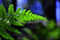 Fern -athyrium distetifolim Royalty Free Stock Photo